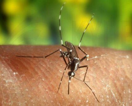 Photograph: U.S. Centers for Disease Control